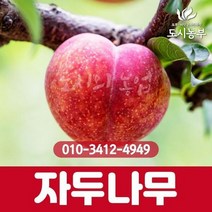 자두(왕피자두) 접목1년 특묘나무 묘목 도시농부