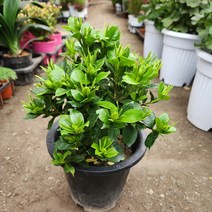 꽃치자나무, 1개