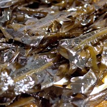 당일채취 기장 생 물미역 해조 1kg, 단품