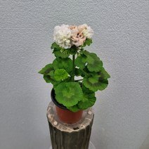 실내공기정화식물 도브포인트 제라늄 15-25cm 99