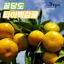 제주 서귀포 타이벡 노지 감귤 고당도 밀감, 4.5kg 중과(L~2L)