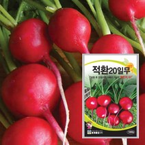 적환20일무 무 씨앗 방울무 빨간무 뿌리채소 씨앗 1000립