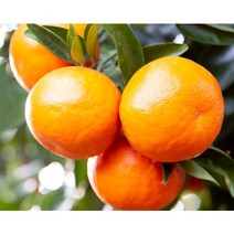 [당도선별제] 제주 천혜향 제주도 과일 산지직송, 1.실속 가정용 5kg