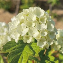 불두화 나무 묘목 (청아원예조경), 불두화 (3년생 분묘)