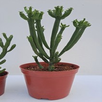 가꾸다 연필선인장, 중간 사이즈