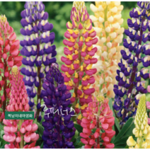 루피너스 [3포트] 꽃색랜덤(복남이네 야생화 모종 루핀 러셀 lupinus 여름)