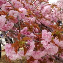 [새싹에서 나무까지] 겹벚나무 R2 개화주 (분묘)_벚나무묘목_겹벚나무묘목