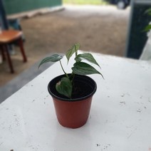 공룡꽃식물원(주)필로덴드론 브랜티아넘 10~30cm 249