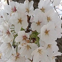 묘목/왕벚나무 접목1년생 약H1.8m/ 5주 CH237