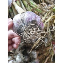 남해 햇마늘 장아찌용마늘 통마늘 주대마늘 밭마늘, 장아찌용마늘-50개