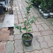 50~80cm 서향동백나무 중품 149
