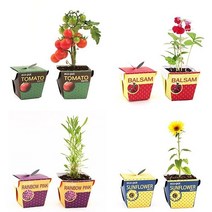 직장인 학생 선물 종이화분 세트 봉선화, 메시지콩