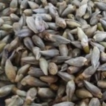 신이화건재 50g, 1개