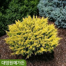 눈향 3종 포트묘 - 라임글로우 좀눈향 블루매트 향 나무 정원수 조경수, 01. 라임글로우 5치포트