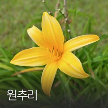 코리아팜 원추리50g, 1개