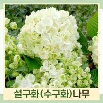 설구화나무 묘목 수구화 키80cm 개화주 1개