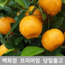 [특등급선별] 한라봉 3kg 제주한라봉 한라봉제철 제주도한라봉 못난이한라봉 한라봉가격 노지한라봉 한라봉가정용 한라봉선물 꼬마한라봉 한라봉농장 한라봉레드향 한라봉선물세트 한라봉벌크