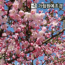 서부해당화 활엽수 정원수 가림원예조경, 서부해당화 접목1년생