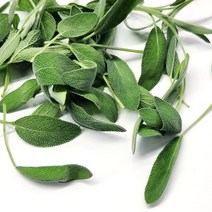 야채24닷컴 세이지 허브 생잎 50g, 1개