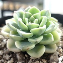 내맘에 힐링다육 한눈에 모아보기, 10번-팅커벨금