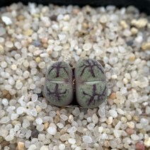 코노피튬 마우가니 교배종 maughanii hy.