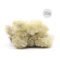 비오스 스칸디아모스 20g-천연이끼 공기정화식물, 1번