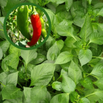 [모종가게]청양 고추 일반 풋 고추 모종 채소, 일반고추1개
