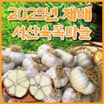 [6쪽마늘] 23년 재배 서산육쪽 햇마늘 한지형 저장용 밭마늘 산지직송 통마늘, 중대, 3kg