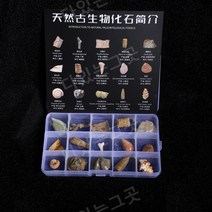 과학 선물 삼엽충 곤충 화석 고생물학 자연 표본, 15개의 천연 화석 세트