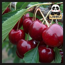 (나무판다) 체리나무 묘목 시리즈, 12. 라핀 R3(분)