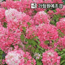 목수국 나무 수국 묘목, 다이아만트러지 4치포트(5개세트)