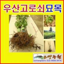 (D소망)우산고로쇠묘목(실생2년생) 3그루