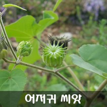 [해피플라워] 열매의 모습이 특이한 어저귀 씨앗 1g(약 100립) / 봄 파종 꽃씨