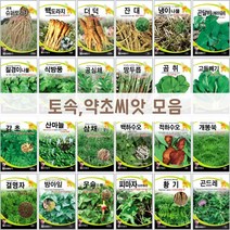 주주씨앗 토속 약초씨앗 도라지 더덕 잔대 냉이나물 고들빼기 산마늘 백하수오 황기 곤드레 취나물 개똥쑥 감초 식방풍 결명자, 17. 백하수오 50립