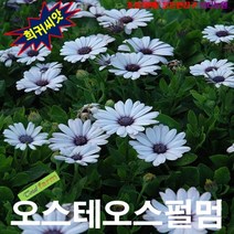 (희귀씨앗) 오스테오스펄멈 화이트 15립, 상세페이지 참조