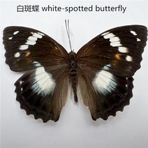 30 진짜 나비 표본 곤충 인형 생산 매력 홈 장식 액세서리 거실 컬렉션 아트, 01 1
