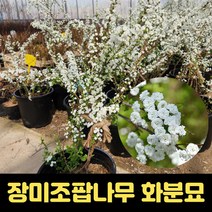 조팝나무 화분묘 장미 조팝나무꽃 묘목 개화주, 상세페이지 참조, 상세페이지 참조