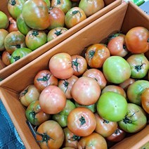 오늘 상품 싱싱한 토마토 2kg 3kg 4kg, 가정용랜덤 2kg, 1개