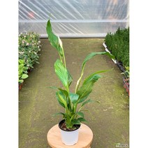 (싹쓰리식물원) 스파트필름-묘목 공기정화식물 미세먼지제거 홈인테리어 인테리어식물