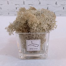 스칸디아모스 천연이끼 공기정화 투명 별자리 화분 모스, 투명 별자리 화분 모스-실버