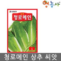 청로메인 상추 씨앗 2g, 청로메인상추