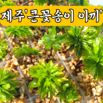 [제주이끼이야기]제주큰꽃송이이끼(3촉 5촉), 대형3촉