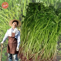 산지직송 청도 미나리 1kg 한재 미나리 돌미나리 세척 미나리 밭미나리 1키로 1킬로 국산 햇미나리, 당일수확 청도미나리1키로