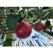 햇사과 홍로 가정용10kg 31/36 청송사과 아침식사대용 다이어트 건강간식 성인병예방 가정용 헬스다이어트, 상세페이지 참조, 상세페이지 참조