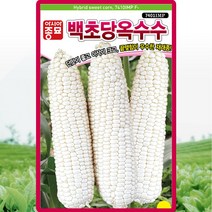 백초당옥수수 씨앗 옥수수 씨 종자 100립, 1개