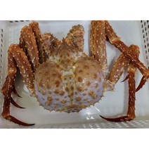 3kg (1.5kg두마리) 브라운킹크랩 자숙킹크랩 선주직송, 1.5kg, 2개