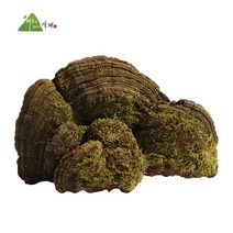 송상황버섯 1kg (4개 전후/무료 배송)