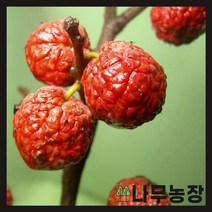 (나무농장) 꾸지뽕나무 접목꾸지뽕 접목1년 묘목