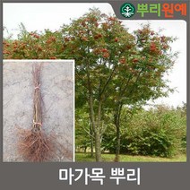 뿌리원예 울릉도 마가목 포트묘30~50cm 3주