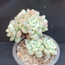꽃다리 라울 29 다육식물 다육이 아이만배송